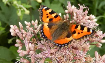 Vlinderteldag Roggebotzand