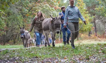 Ezelwandeling