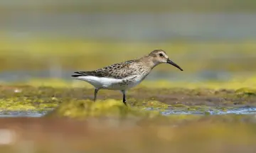 Vroege Vogelexcursie