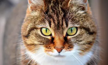 Kattenshow