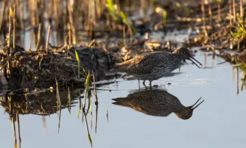 Excursie in weidevogelgebied Veerslootslanden