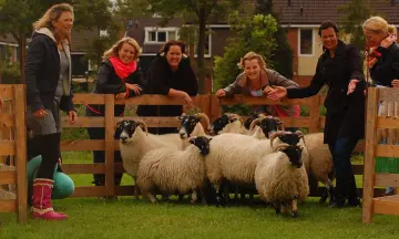 Schapendrijven met border collies