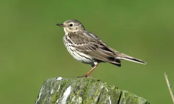 Najaars vogeltrek in natuurgebied Waalenburg