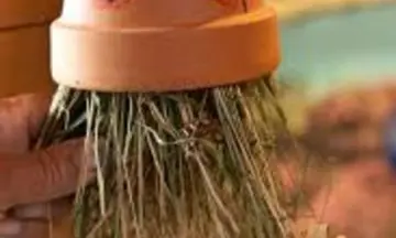 Verzamel en versier je eigen Insectenpot