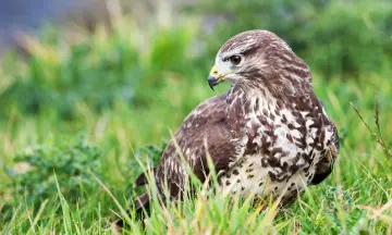 Overzomerende vogels in natuurgebied Waalenburg- De Marel, Texel!
