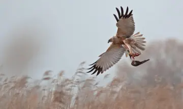 Ontdek de vogels van de Zuid-Hollandse Delta