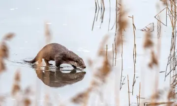 OERRR Speuren naar ottersporen
