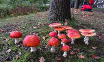 Ontdek de geheimen van paddenstoelen in ’s-Graveland