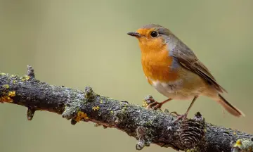 Vroege vogelwandeling