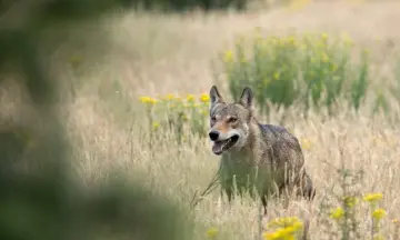 OERRR (8 t/m 12 jaar) Wolven op de Veluwe