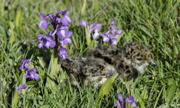 Orchideeën & Vogels
