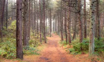 Bosbaden op Schiermonnikoog