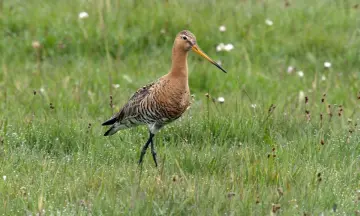 Zomerse steltlopers in natuurgebied Waalenburg-