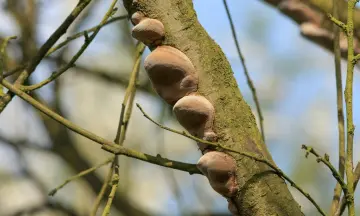 Seizoenswandeling door de Canisvliet