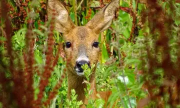 Reeën in de ochtendmist op Huis ter Heide (NB)