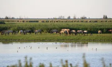 Groene voornemens wandeling Oostvaardersplassen - Lelystad