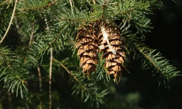 Bomenwandeling met de boswachter
