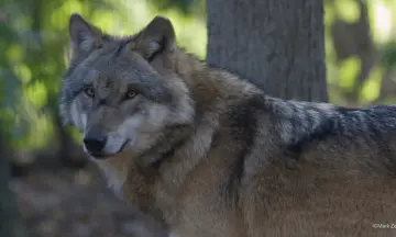 Wolvenexcursie Dwingelderveld
