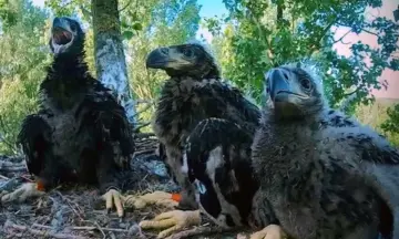 Vogelspottersopera AREND Lauwersmeer
