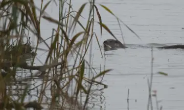 Otter wandeling