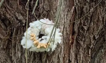Vogelkrans maken van schapenwol op Belevenisboerderij Schieveen