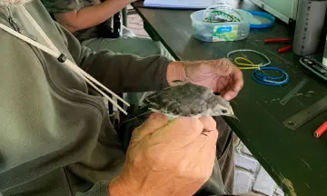 Vogels & vogelaars op Pampus!