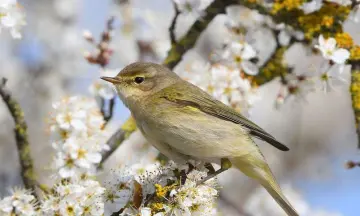 Vroeg uit de veren op Huis ter Heide