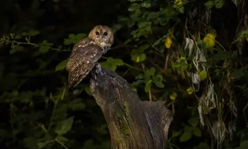 Nacht van de Nacht op Landgoed De Slotplaats