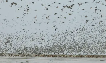Trekvogelwandeling op Schiermonnikoog