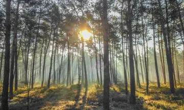 Wandelen met de boswachter op de Veluwe