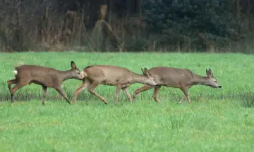 Reeën kijken in het Eerder Achterbroek