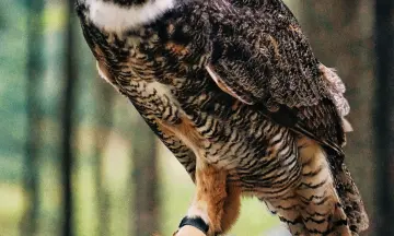 Uilen- en dierenpark