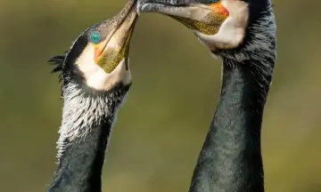 Wandelexcursie Liefde voor het Landschap