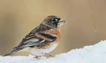 Winterwandeling Sallandse Heuvelrug