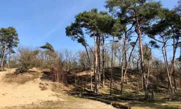 Keuzes in bosbeheer in de Loonse en Drunense Duinen