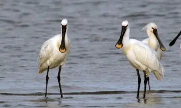 Zomerse steltlopers in natuurgebied Waalenburg