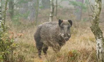 Wild speuren per huifkar op Planken Wambuis - Otterlo