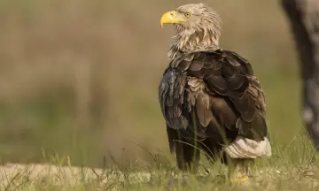 Op zoek naar roofvogels op Tiengemeten