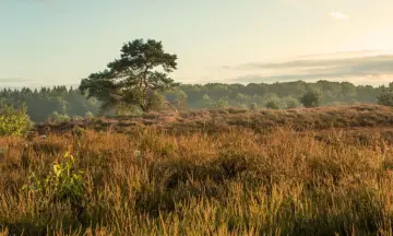 Schemerwandeling boswachterij Staphorst