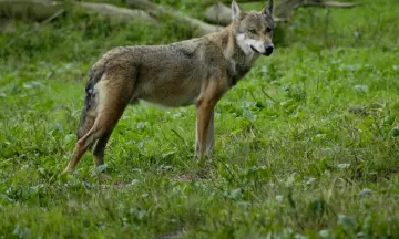 Wolven op de Veluwe