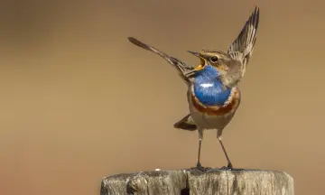 Op zoek naar de blauwborst
