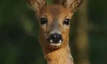 OERRR Wildspotten Bergherbos