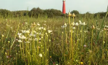 Plantenexcursie