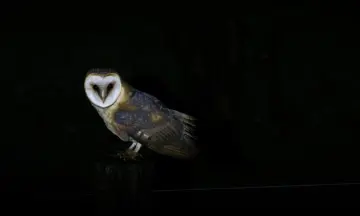 Nacht van de nacht Wandeling Sallandse Heuvelrug