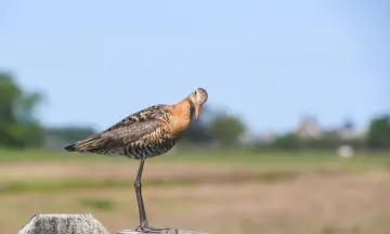 Weidevogelexcursie Lionserpolder