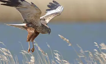 Op zoek naar roofvogels