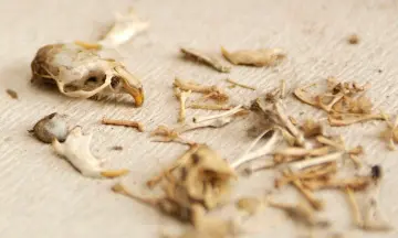 OERRR - Braakballen pluizen bij Gasterij Natuurlijk Smeerling