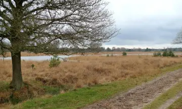 Lange wandeling door  de Kampina