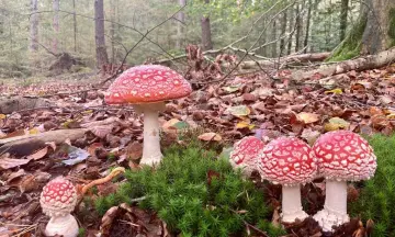 Paddenstoelen zoeken in het Waterbos (Voornes Duin)