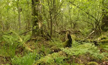 Begeleide stiltewandeling Hondsrug